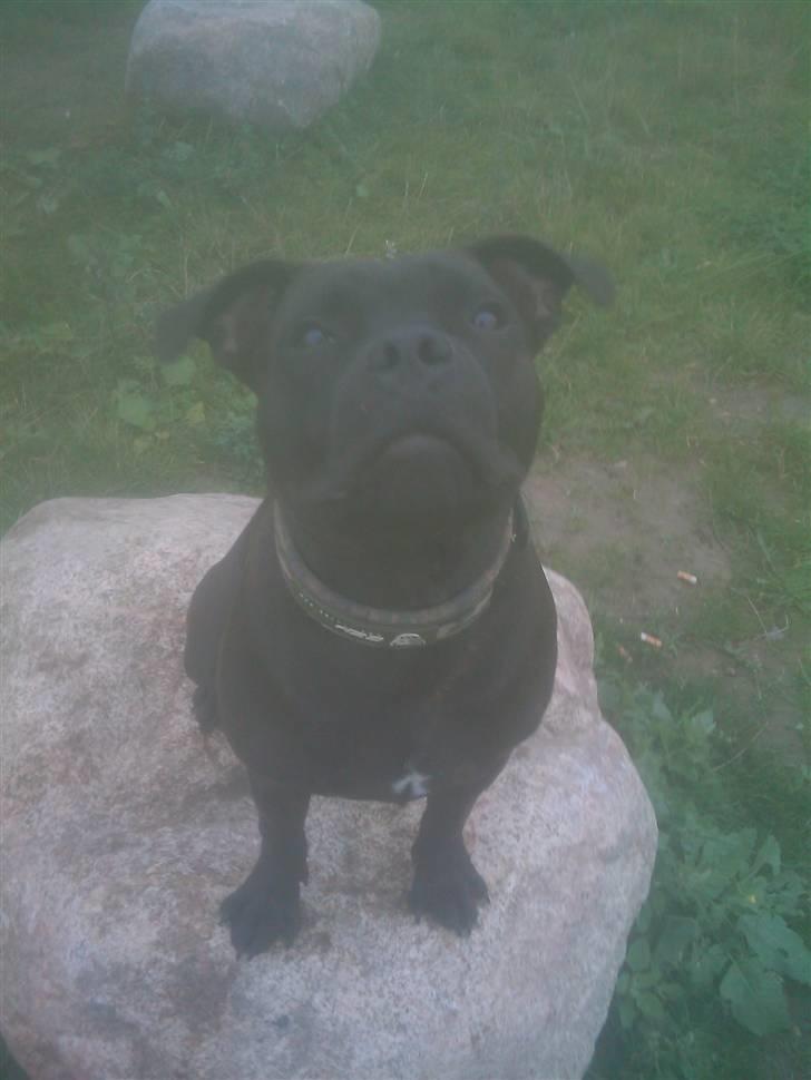 Staffordshire bull terrier Omega  billede 16