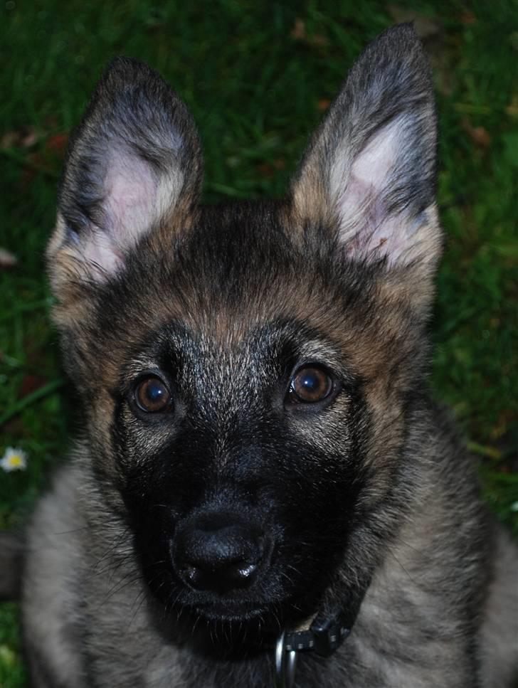 Schæferhund Coffey - Coffey med nut-faktor? 10 uger billede 8