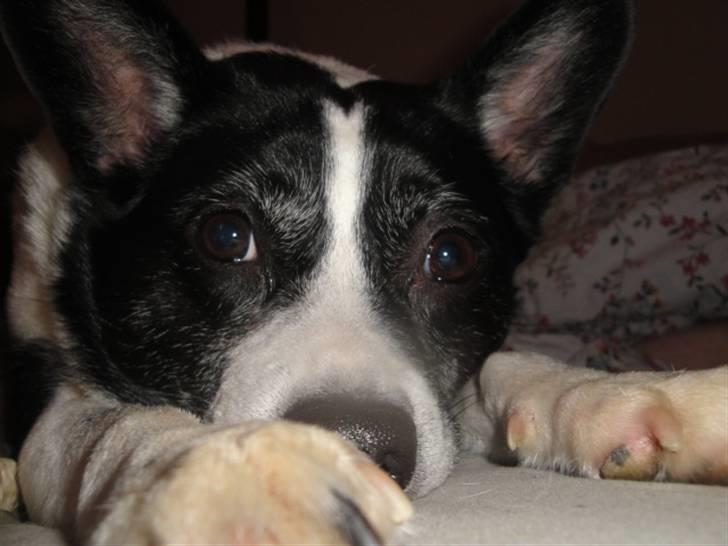 Blanding af racer Himmelhund Charlie  billede 16