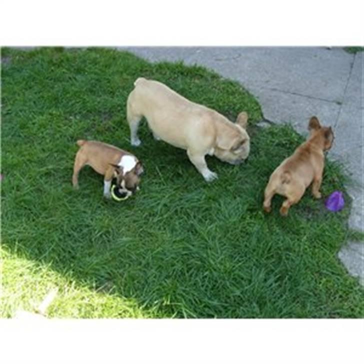 Fransk bulldog Van Disel billede 2