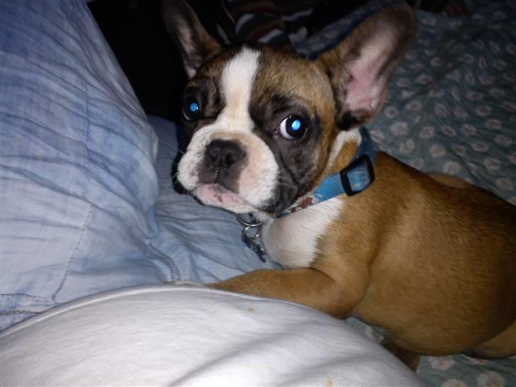 Fransk bulldog Van Disel billede 4