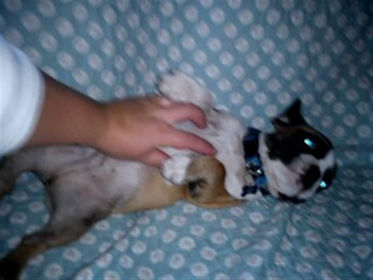 Fransk bulldog Van Disel billede 5