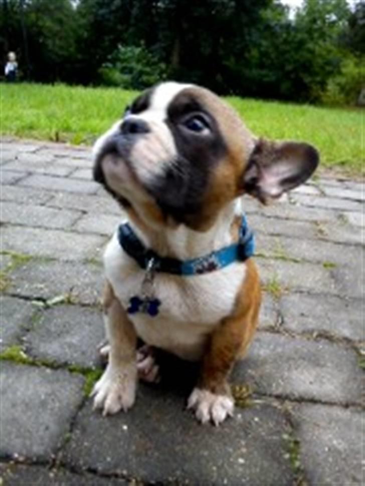 Fransk bulldog Van Disel billede 6