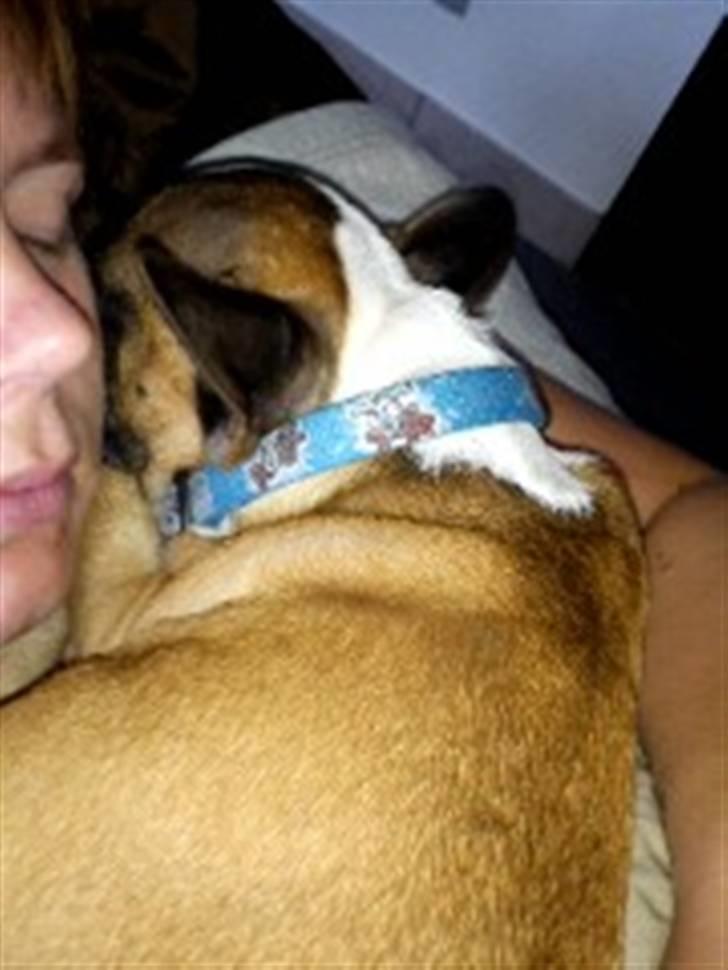 Fransk bulldog Van Disel billede 7