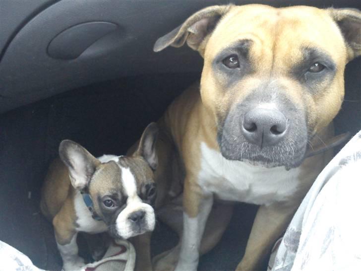 Fransk bulldog Van Disel billede 8