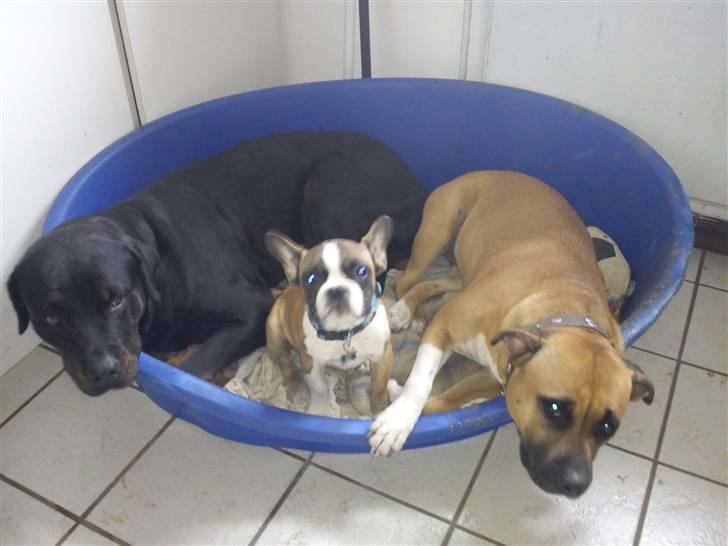 Fransk bulldog Van Disel billede 9