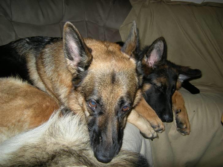 Schæferhund Dalton billede 13