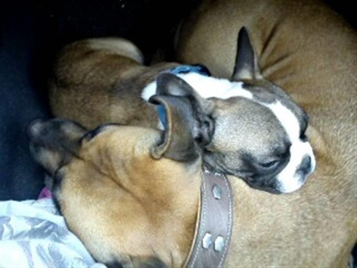 Fransk bulldog Van Disel billede 10