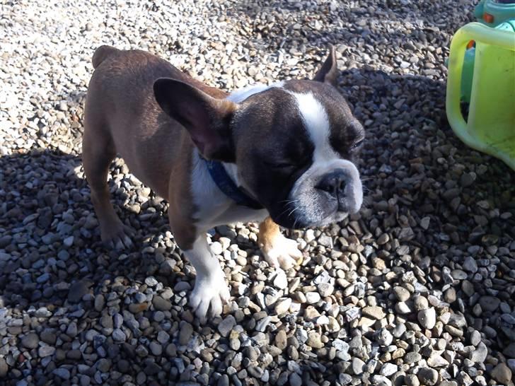 Fransk bulldog Van Disel billede 11