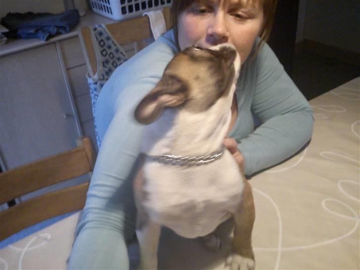 Fransk bulldog Van Disel billede 12