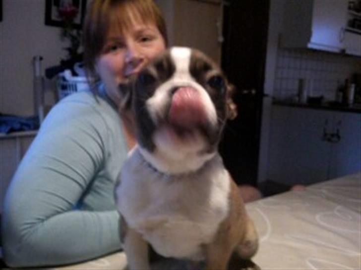 Fransk bulldog Van Disel billede 13