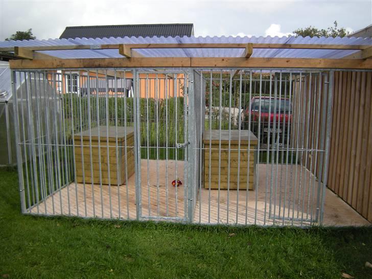 Schæferhund Dalton billede 14