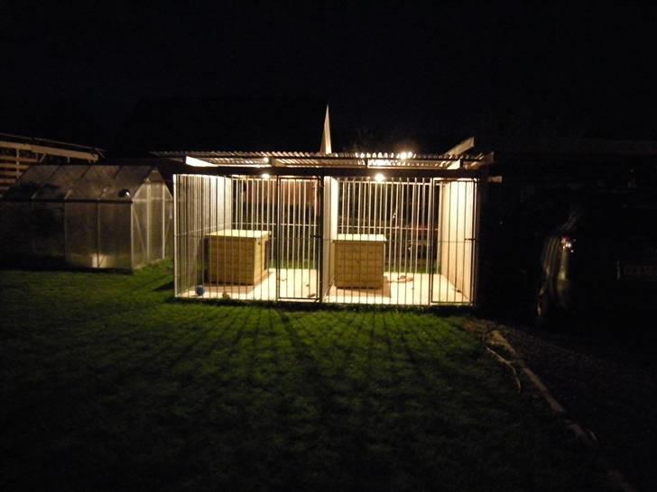 Schæferhund Dalton billede 15