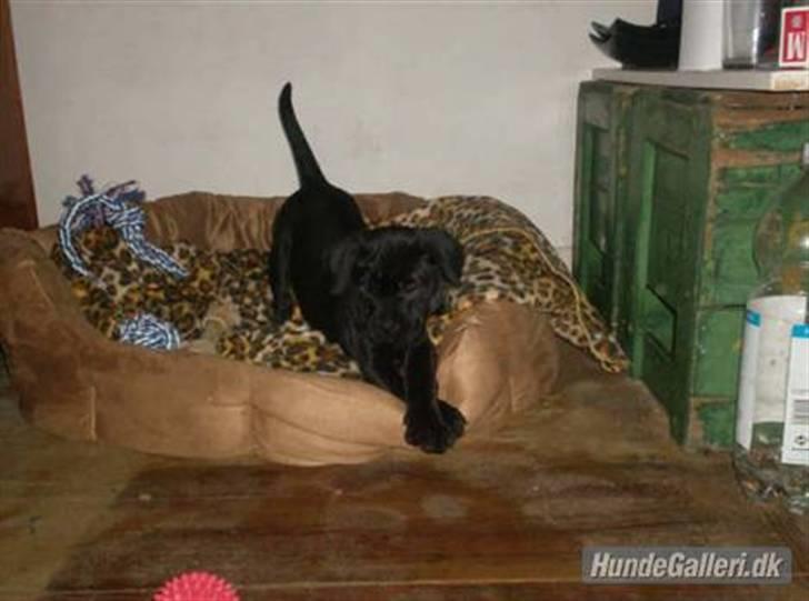 Blanding af racer Thyra (Boxer/Labrador) - Strækker sig i sin nye kurv.. billede 15