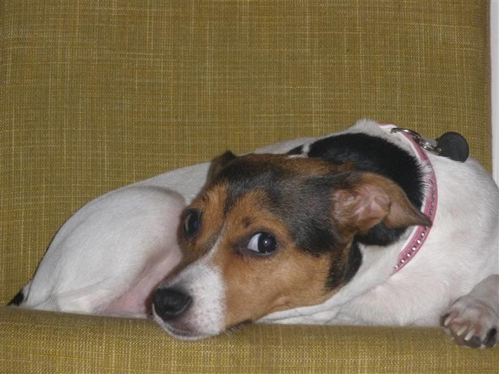 Blanding af racer Molly <3 billede 9