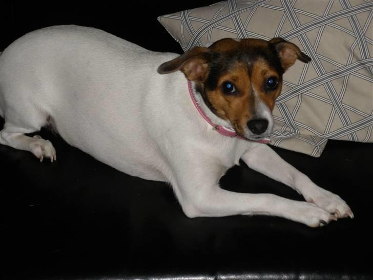 Blanding af racer Molly <3 billede 12