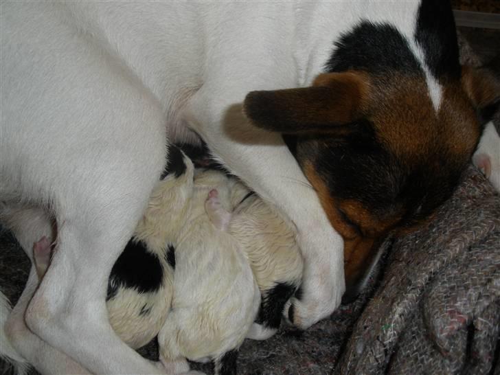 Blanding af racer Molly <3 - Molly med sine 3 fine guld klumper, som er født d. 4-12-10 billede 20