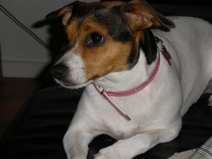 Blanding af racer Molly <3 billede 15