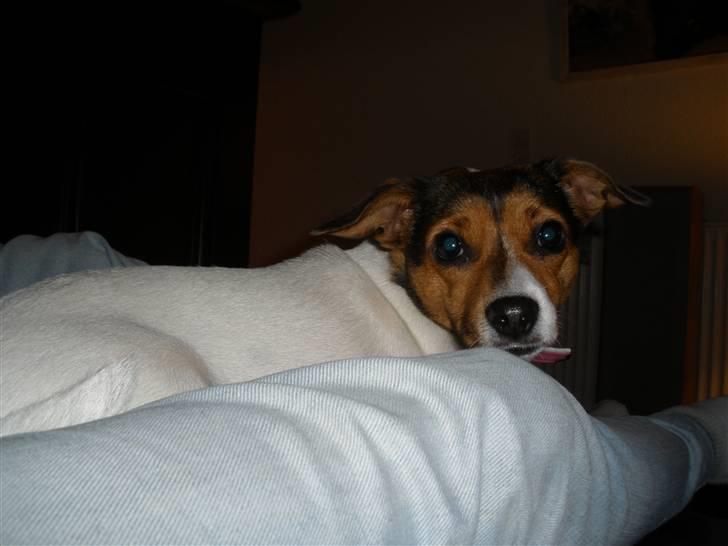 Blanding af racer Molly <3 billede 18