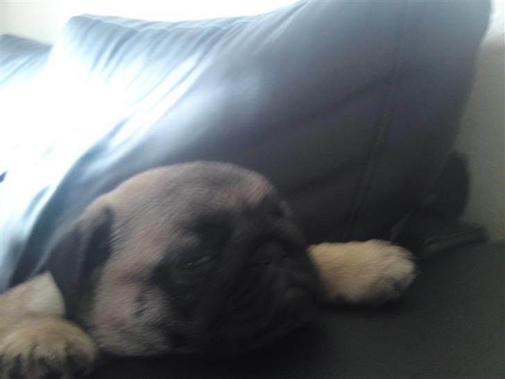 Mops Scooby billede 1