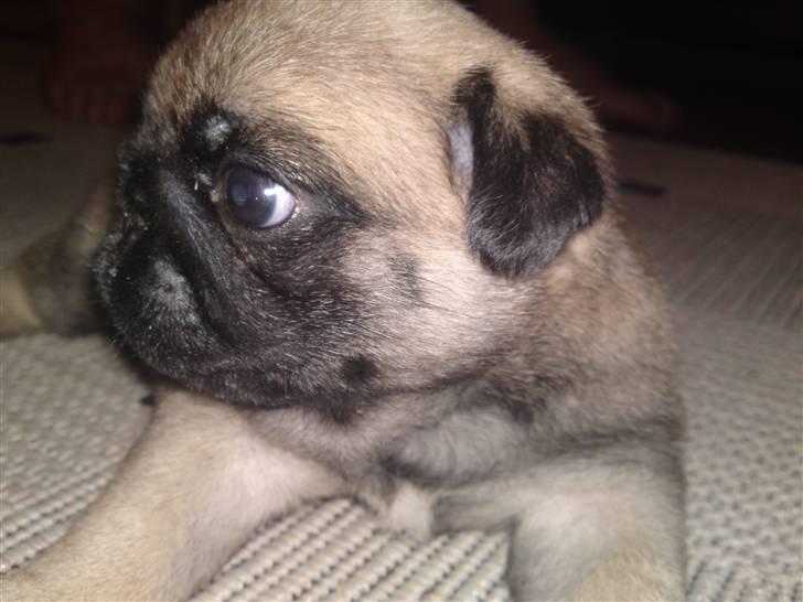 Mops Scooby billede 2