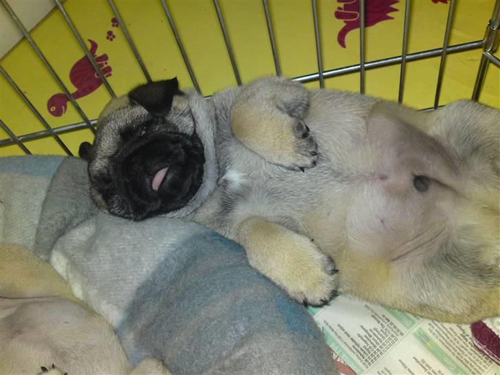 Mops Scooby billede 3