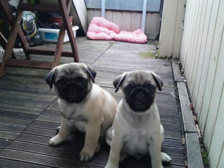 Mops Scooby billede 4