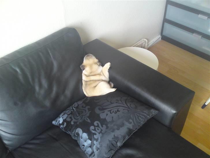 Mops Scooby billede 5