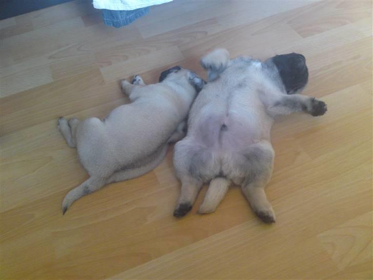 Mops Scooby billede 6