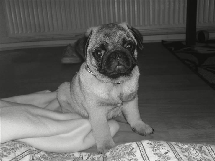 Mops Scooby billede 7