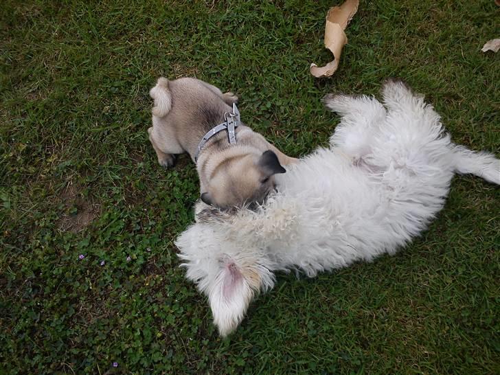 Mops Ozzy billede 11