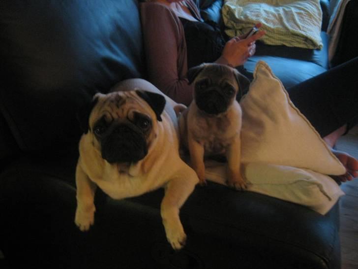Mops Ozzy - Amiee og Ozzy :)  billede 12