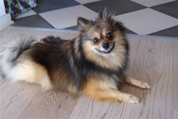 Pomeranian Amy billede 16