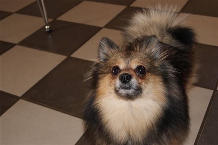 Pomeranian Amy billede 17