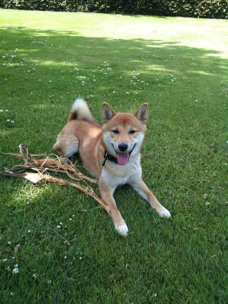 Shiba ZigZag's Shiva "Hidetoshi" billede 8