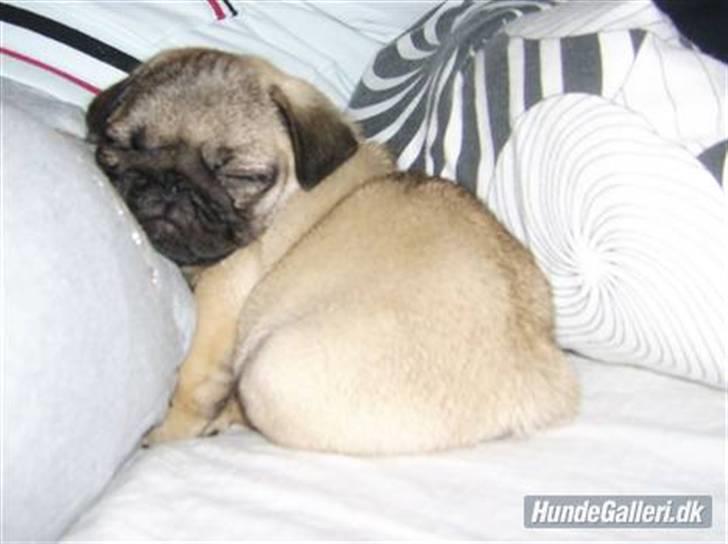 Mops Ozzy billede 13