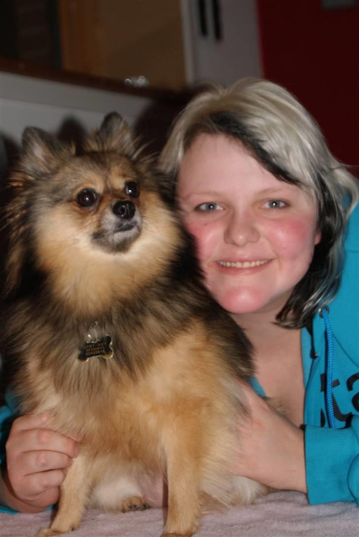 Pomeranian Amy billede 18