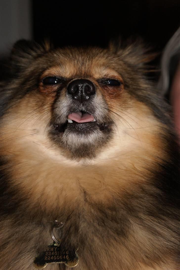 Pomeranian Amy billede 19