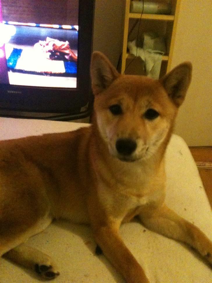 Shiba ZigZag's Shiva "Hidetoshi" billede 9