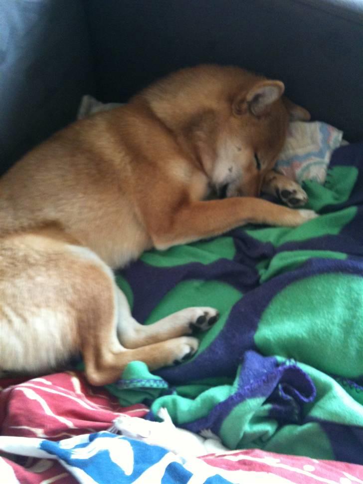 Shiba ZigZag's Shiva "Hidetoshi" billede 10