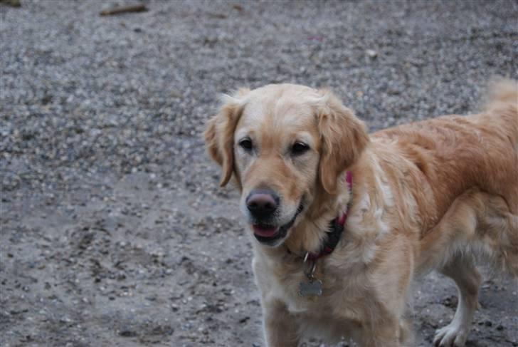 Golden retriever One'aby  billede 18