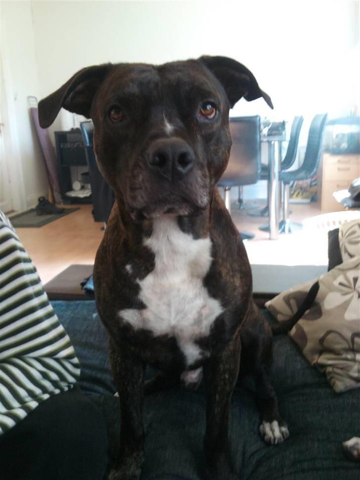 Amerikansk staffordshire terrier Teison - 4 år  <3<3<3<3 billede 17