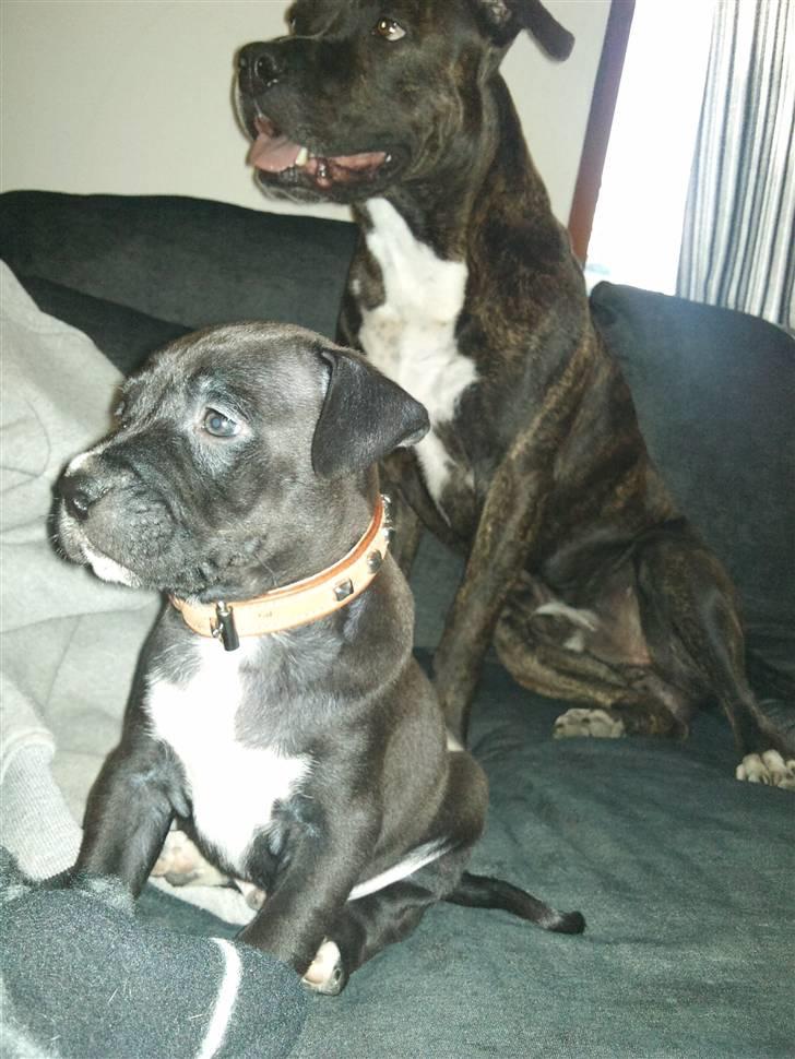 Amerikansk staffordshire terrier Teison - T & Bedste ven q:  ´ Han er kun 6 uger der .. (:  billede 18