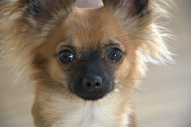 Chihuahua Signe - Min smukke tøs:) billede 16