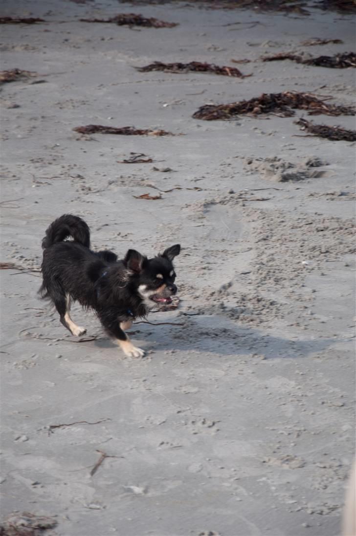 Chihuahua Dee Kay Beautiful Blackie billede 15