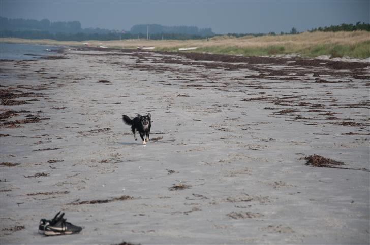 Chihuahua Dee Kay Beautiful Blackie billede 16