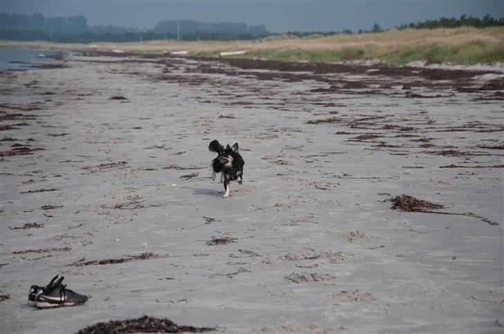 Chihuahua Dee Kay Beautiful Blackie billede 17