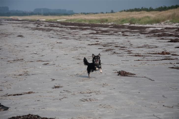 Chihuahua Dee Kay Beautiful Blackie billede 18