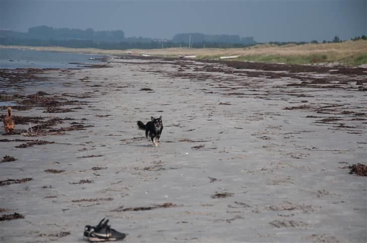 Chihuahua Dee Kay Beautiful Blackie billede 19