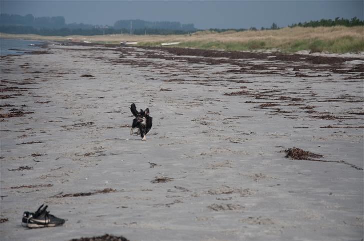 Chihuahua Dee Kay Beautiful Blackie billede 20